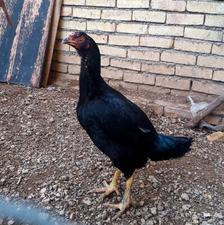 مرغ سیاه لاری افغان