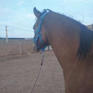 کره مادیان شجره دار