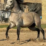 اسب نریان درجه 1