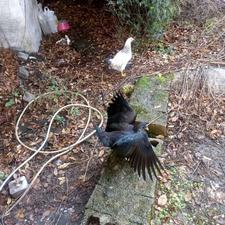 مرغ واردک جوان و آماده تخم گذاری