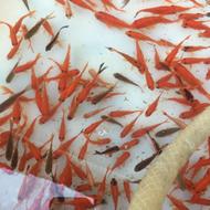 ماهی قرمز شب عید عمده خرده