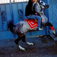 نریان ساواش