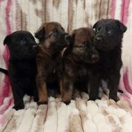 واگذاری سگ ژرمن ورک لاین