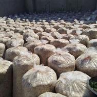 تفاله چغندر خشک تر و برا گاو گوسفند