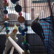 عروس هلندی لوتینو چشم شرابی وسینامون