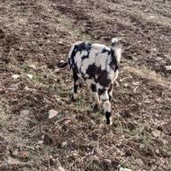 بزغاله ثانن