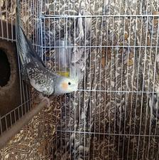 طوطی عروس هلندی سالم