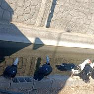 اردک اسرائیلی درشت