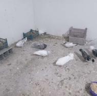 کبوتر تمیز سالم جوان ردیف 500