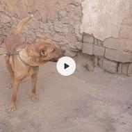 سگ سرابی واگزاری