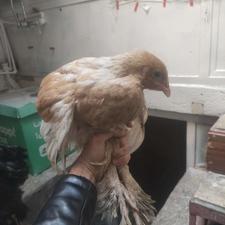 یک جفت جوجه برهما سه ماهه