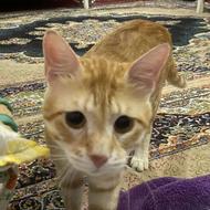 فروش گربه نژاد dsh