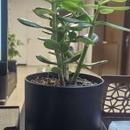 آبدارچی ترجیحا خانم بالای 40 با سابقه کاری کم ولی خوب