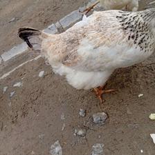 خروس‌‌ سفید‌ و مرغ