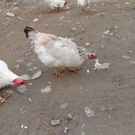 مرغ و خروس سالم