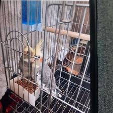 یک جفت عروس هلندی