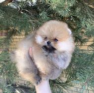 واگذاری پامرانین خرسی پرتقالی