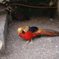 فروش جوجه 9 ماهه قرقاول بلژیکی