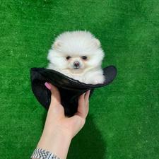 توله های فنجونی سایز کوچک و جیبی