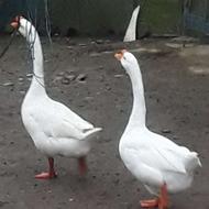 یک عدد قوغازنر وماده تخم گذار