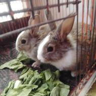 خرگوش فروشی 3عدد