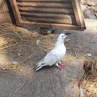 کبوتر پرشی فروشی