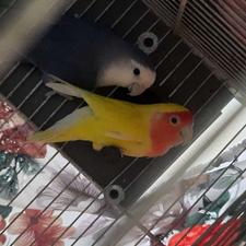 طوطی برزیلی کوتوله