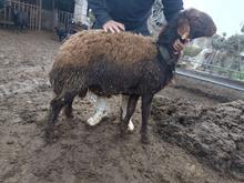 گوسفند بره نر همو زیگوت در شیپور