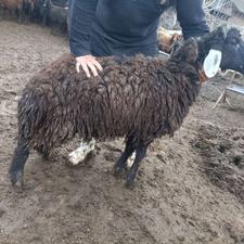 گوسفند بره نره هترو زیگوت