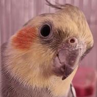 عروس هلندی سینامون