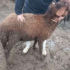 گوسفند بر نر همو زیگوت