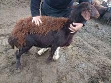 گوسفند میش. هتروزیگوت در شیپور