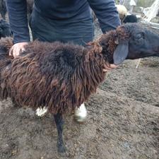 گوسفند میش همو زیگوت