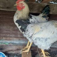 خروس زیبا و سالم اسالم 57