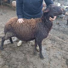 گوسفند بره ماده پای قوچ هترو زیگوت