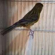 قناری ماده ردبلک روبه مستی