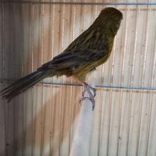 قناری ماده ردبلک روبه مستی