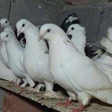 کبوتر های تزئینی