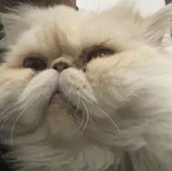 پرشین سوپر فلت هیمالیا اصیل