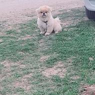 دوتا سگ پاکوتاه ونژاد دار