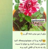 باغچه کاری و باغبانی