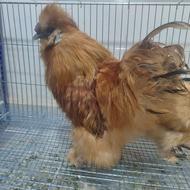 خروس ابریشمی