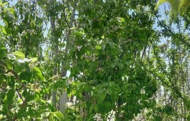 باغ فلاورجان چهاردیواری12ساله 300 متر تا800منر کل باغ