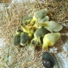 جوجه غاز 8روزه