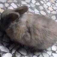 خرگوش 2 ماهه