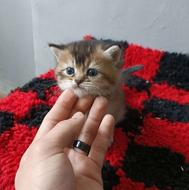 بچه گربه اسکاتیش فولد ماده و نر بلک گلد وایت گلد سیلور پوینت