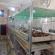 قفس بلدرچین قفس جوجه قفس مرغ تخم گزار و گوشتی