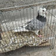 کبوتر شازده