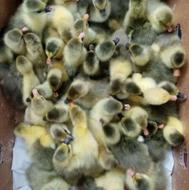 جوجه غاز دورگه تعداد بالا