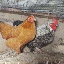 مرغ و خروس زینتی